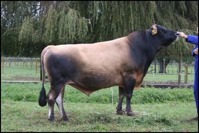 jersey bull