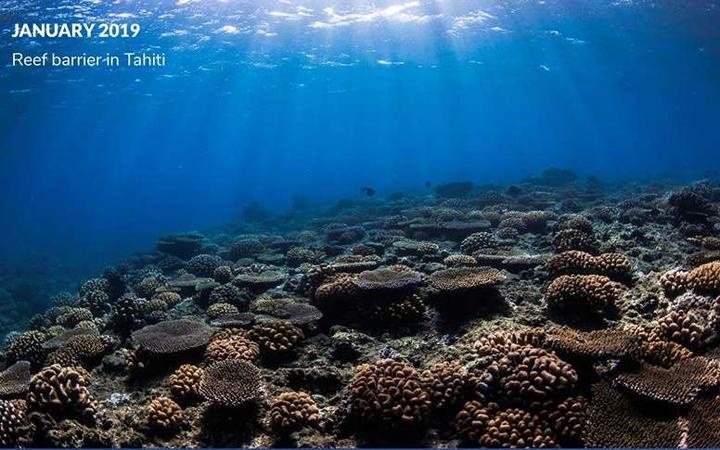 Coral bleaching and the perilous forecast for Pacific reefs