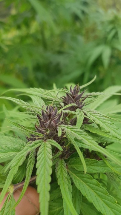 Grow Panama Red feminized seed cannabis in USA - safe