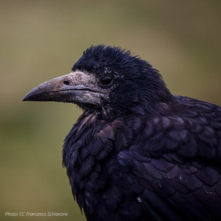 Rooks  Waikato Regional Council