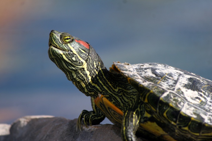 Red eared slider turtle as store a pet